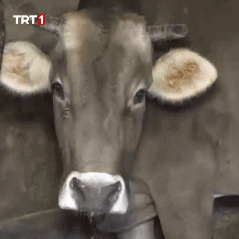 Mood What GIF by TRT
