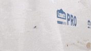 Spider Bryan Kelly GIF by JC Property Professionals