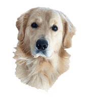 Tilly Sticker by Red Beard