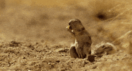 bbc africa squirrel GIF by Head Like an Orange