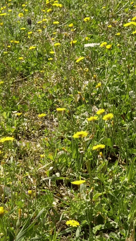 Simongip giphyupload GIF