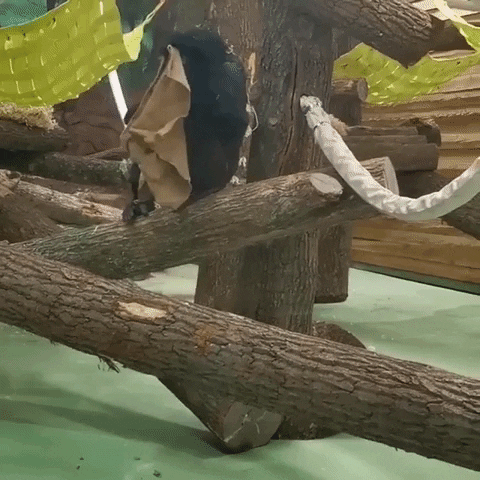 e-Kazan giphyupload GIF