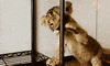 Lion GIF