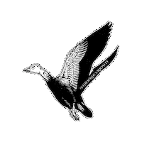 Flying Black And White Sticker by The Wild Curiosity