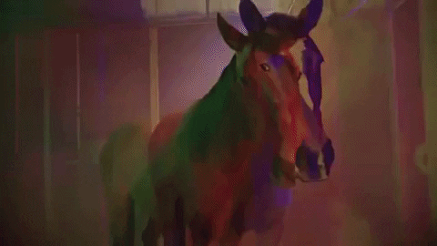 gifsforants giphydvr horse tripping hors GIF