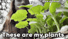 Plants Plant Mom GIF by Djemilah Birnie