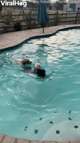 Dog and Duck Go for a Swim