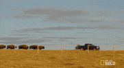nat geo wild yukon vet GIF by Dr. Oakley, Yukon Vet