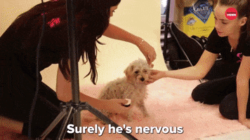 Dog Grooming GIF by BuzzFeed