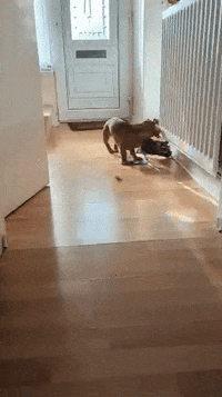 KantoLegend_ dog puppy walking box GIF