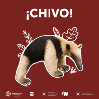 Animales GIF by Ministerio de Medio Ambiente de El Salvador