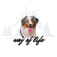 Ace Aussie Sticker