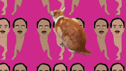 johnesullivan cat cats cat gif catnip GIF