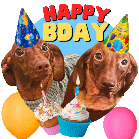 Sticker gif. Two brown Dachshunds in sweaters and festive birthday hats, with lively cupcakes and floating balloons, under a message in graphic block letters that flash pink and yellow and green. Text, 'Happy B Day.'