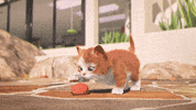 Cat Love GIF by MightyMike