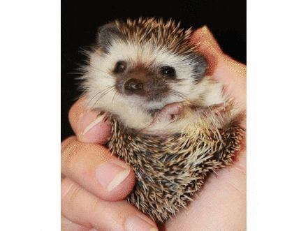 hedgehogs trying to cheer myself up GIF