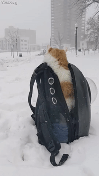 Cat Says "Nope" to Snow Storm