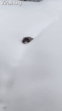 Kitty Struggles to Walk Through Thick Snow