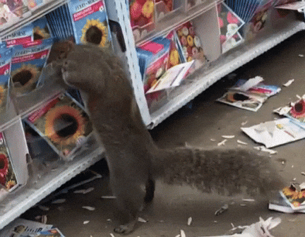 58d4b6a0e8004dd6a499524384e88c9f giphyupload GIF