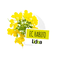 lidea_seeds canola rapeseed lidea lidea seeds Sticker