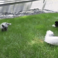 cute aww GIF