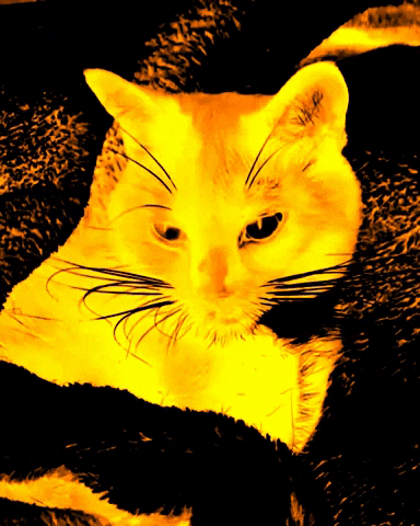 MrsCopyCat giphygifmaker cat halloween creepy GIF