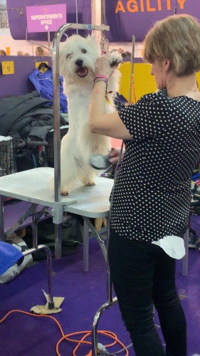 Dog Show GIF by Westminster Kennel Club