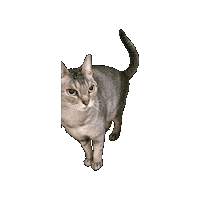 Cat Adoring Sticker