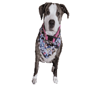 Rescue Dog Sailor Guardians Sticker by Geekster Pets