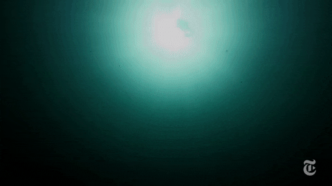 the new york times ocean GIF by NOWNESS
