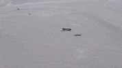 Airbourne GIF by Airspeeder