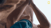 Nat Geo Clap GIF by National Geographic Channel