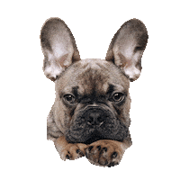 Bronson Sticker