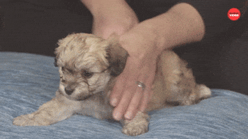 Puppy Massage