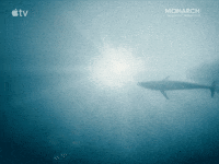 Ocean Swimming GIF by Apple TV