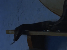 nickrewind nicksplat are you afraid of the dark the tale of the dangerous soup GIF