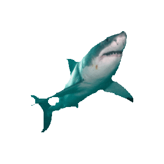 shark STICKER by imoji