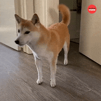 Cats Dogs GIF by BuzzFeed