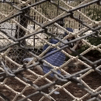 Hamham GIF
