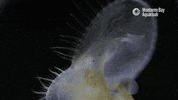 montereybayaquarium weird yell yawn gasp GIF