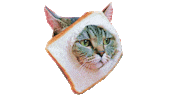 Cat Lol Sticker by Temple Caché