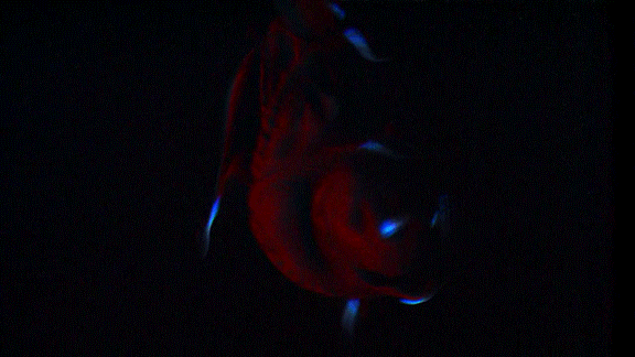 Glowing Vampire Squid GIF by OctoNation® The Largest Octopus Fan Club!