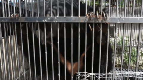 animalsasia giphyupload vietnam moonbear bear in cage GIF