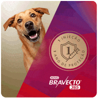 Bravecto GIF by MSD Família Pet