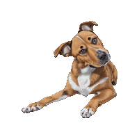 Confused Dog Sticker by Maryanne Chisholm - MCArtist