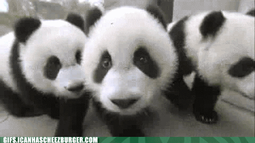 look GIF by Cheezburger