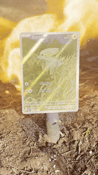 Trading Cards Pokemon GIF