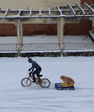 yj_jane giphygifmaker GIF