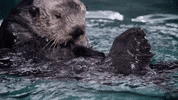 GIF by KQEDScience