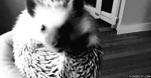 hedgehog licking GIF by Cheezburger